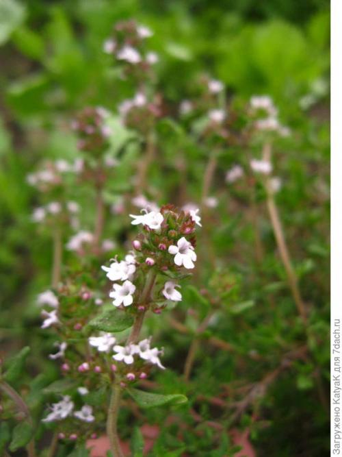 Тимьян медовый аромат выращивание. Тимьян овощной Медок, он же чабрец - ароматная пряность!