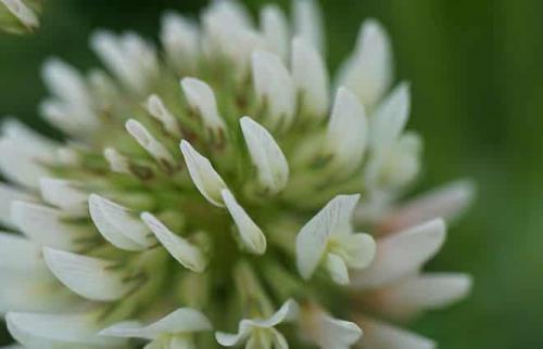 Как корневая система ползучего клевера способна обеспечивать растения питательными веществами и водой. Описание и фото клевера ползучего