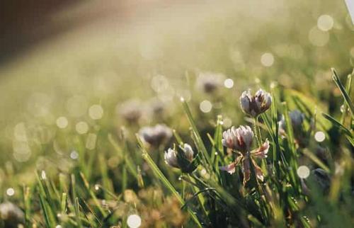 Как корневая система ползучего клевера способна обеспечивать растения питательными веществами и водой. Описание и фото клевера ползучего