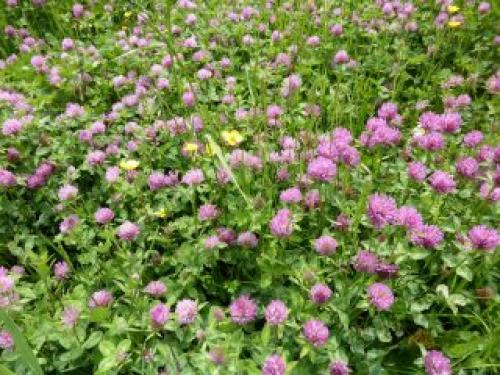 Белый клевер от сорняков. Красный и белый клевер