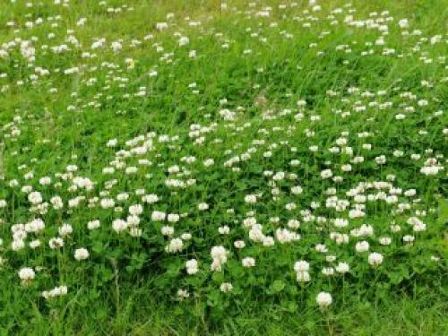 Белый клевер от сорняков. Красный и белый клевер