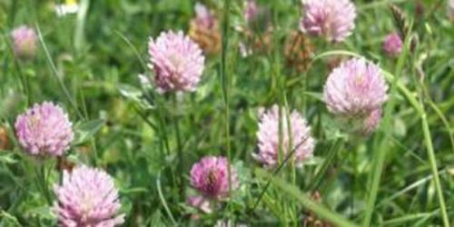 Чем опасен клевер. Чем полезен клевер