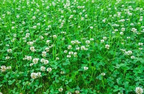 Для чего используют клевер белый. Клевер белый ползучий 09