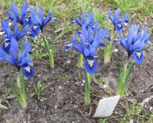 Как обеспечить оптимальную влажность для голландского ириса. Как и когда сажать