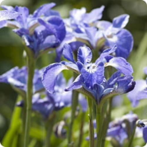 Какие условия нужно создать для ирисов, чтобы они хорошо росли. ОСОБЕННОСТИ РАЗЛИЧНЫХ ВИДОВ ИРИСА