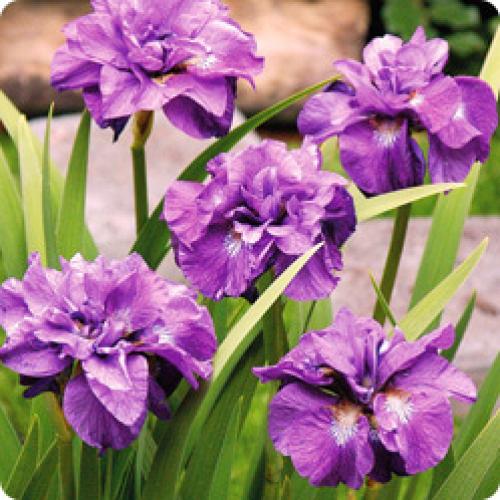 Какие условия нужно создать для ирисов, чтобы они хорошо росли. ОСОБЕННОСТИ РАЗЛИЧНЫХ ВИДОВ ИРИСА