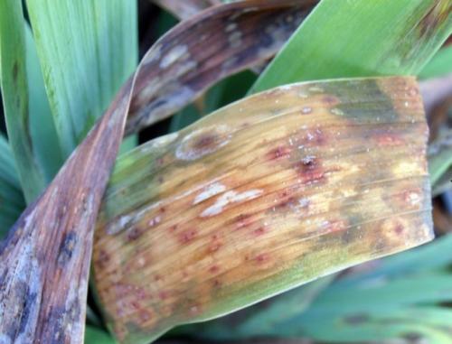 Пересадка ирисов: как правильно пересаживать эти красивые растения 11 Пересадка ирисов: как правильно пересаживать эти красивые растения 11