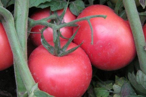 Что такое розовые помидоры. Розовые помидоры: лучшие сорта с фото и названиями (каталог)