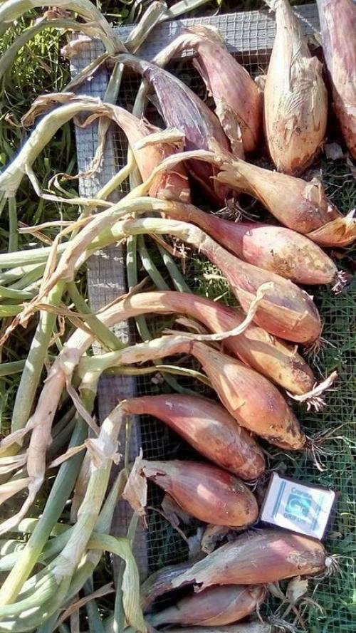 Луковые сорта для сибирского климата: лук однолетний сибирский 14 Луковые сорта для сибирского климата: лук однолетний сибирский 14