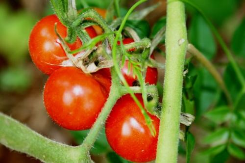 Как закрыть розовые помидоры. «Будет целое море томатов»: агроном раскрыла секреты, о которых вы не знали