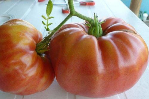 Что такое розовые помидоры. Розовые помидоры: лучшие сорта с фото и названиями (каталог)