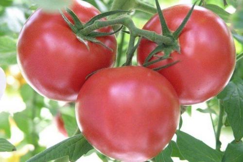 Что такое розовые помидоры. Розовые помидоры: лучшие сорта с фото и названиями (каталог)