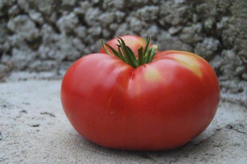 Что такое розовые помидоры. Розовые помидоры: лучшие сорта с фото и названиями (каталог)