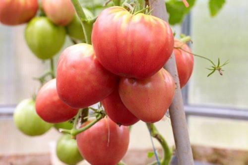 Что такое розовые помидоры. Розовые помидоры: лучшие сорта с фото и названиями (каталог)