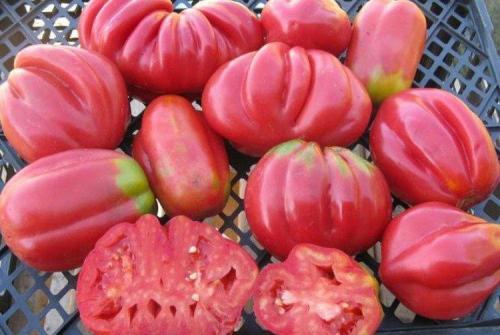 Что такое розовые помидоры. Розовые помидоры: лучшие сорта с фото и названиями (каталог)