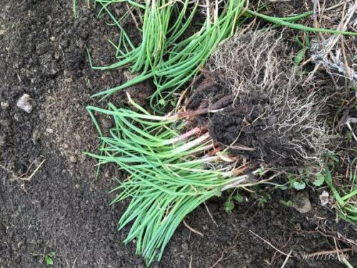 Луковые сорта для сибирского климата: лук однолетний сибирский 10 Луковые сорта для сибирского климата: лук однолетний сибирский 10