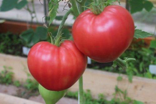 Что такое розовые помидоры. Розовые помидоры: лучшие сорта с фото и названиями (каталог)