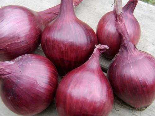 Луковые сорта для сибирского климата: лук однолетний сибирский 01