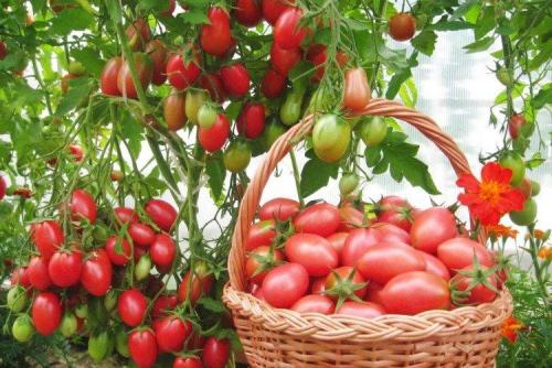 Что такое розовые помидоры. Розовые помидоры: лучшие сорта с фото и названиями (каталог)