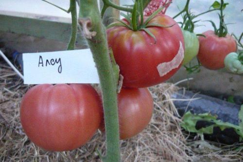 Что такое розовые помидоры. Розовые помидоры: лучшие сорта с фото и названиями (каталог)