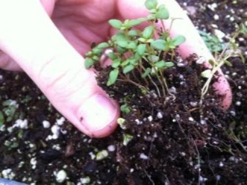 Как посадить и вырастить тимьян на дачном участке. Способы выращивания на даче 06