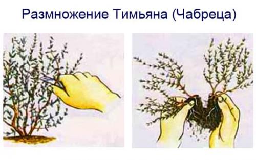 Как посадить и вырастить тимьян на дачном участке. Способы выращивания на даче