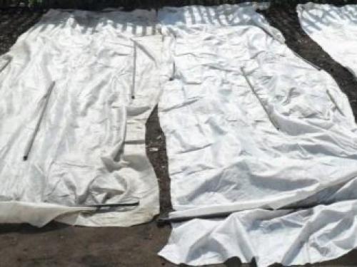 Как посадить и вырастить тимьян на дачном участке. Способы выращивания на даче 05