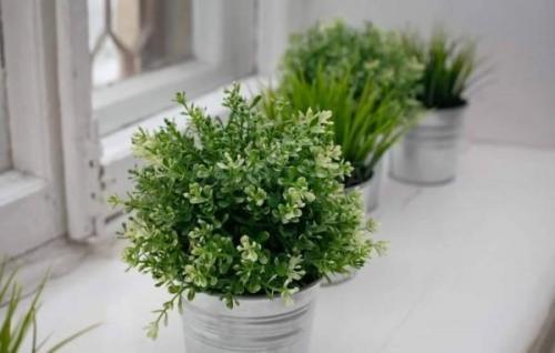 Тимьян выращивание в горшке. Как вырастить тимьян в домашних условиях или прованская пряность на вашем подоконнике