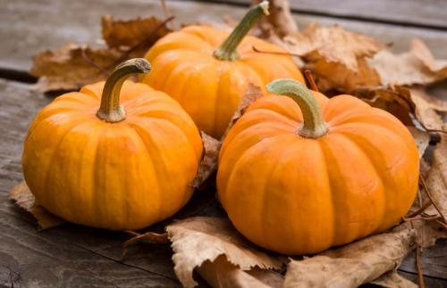 Интересные факты о тыкве. 8 интересных фактов о тыкве