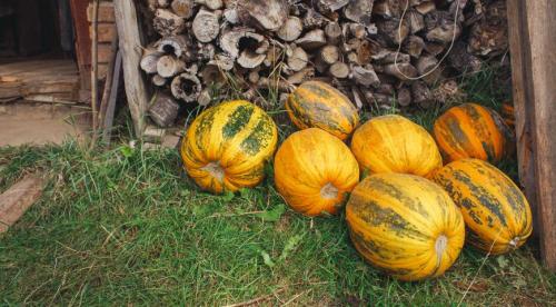 Как выбрать и хранить тыкву. Как выбрать самую вкусную тыкву? 03 Как выбрать и хранить тыкву. Как выбрать самую вкусную тыкву? 03
