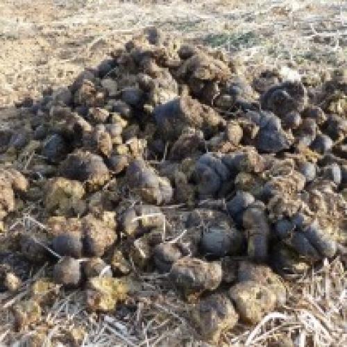 Какие виды навоза наиболее эффективны для улучшения состояния почвы после выращивания одного вида растений. Виды навоза и его особенности