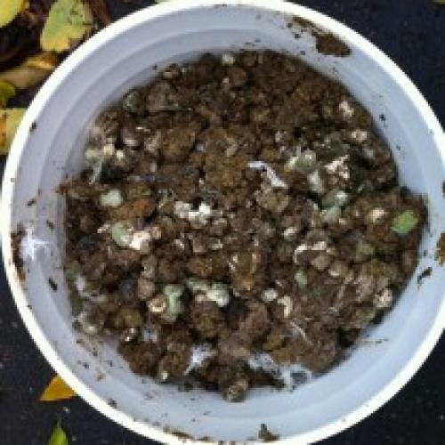 Какие виды навоза наиболее эффективны для улучшения состояния почвы после выращивания одного вида растений. Виды навоза и его особенности