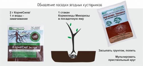Как ухаживать за растениями плодовых и ягодных культур. Как ухаживать за плодово-ягодными кустарниками