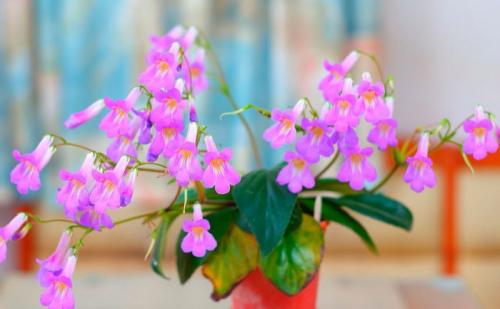 Хирита сорта. Особенности примулины