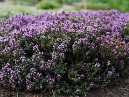 Правила и особенности выращивания тимьяна на садовом участке. Описание культуры