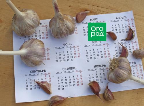 Проверенные методы посадки озимого чеснока: 12 важных правил 01 Проверенные методы посадки озимого чеснока: 12 важных правил 01