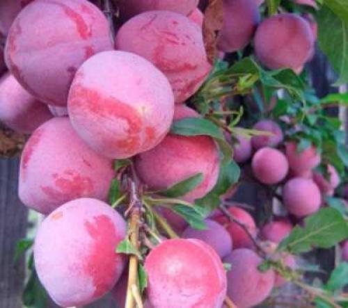 Исполинская слива: описание и характеристики гигантского плода 02