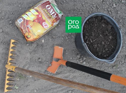 Проверенные методы посадки озимого чеснока: 12 важных правил 02 Проверенные методы посадки озимого чеснока: 12 важных правил 02