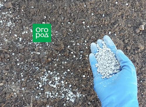 Проверенные методы посадки озимого чеснока: 12 важных правил 04 Проверенные методы посадки озимого чеснока: 12 важных правил 04