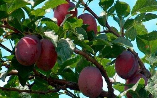 Исполинская слива: описание и характеристики гигантского плода 01