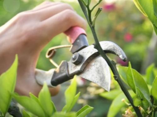 Уход за лилиями осенью и подготовка к зиме. Что следует учесть при подготовке осенью 14