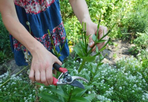 Когда обрезать лилии. Когда нужно обрезать лилии на зиму