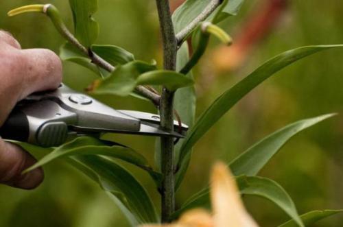 Когда обрезать лилии. Когда нужно обрезать лилии на зиму