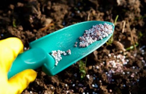 Подкормка лилий осенью. Осенняя подкормка лилий