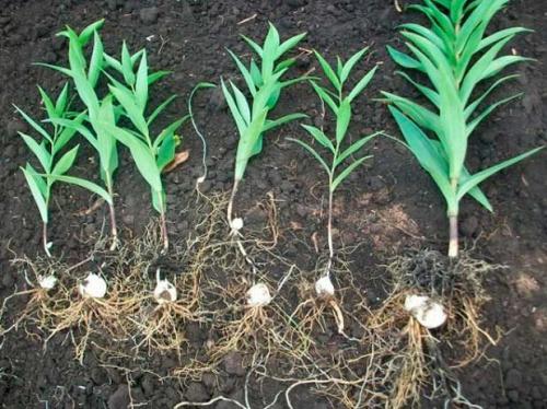 Уход за лилиями осенью и подготовка к зиме. Что следует учесть при подготовке осенью