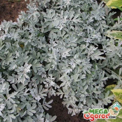 Как правильно ухаживать за декоративной полыней. Уход и размножение декоративной полыни