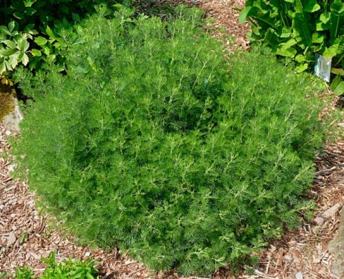 Какие материалы используются для изготовления декоративной полыни. Полынь древовидная Божье дерево (Artemisia abrotanum), или лечебная