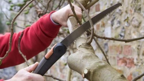 Когда обрезать груши и яблони. Зачем обрезать деревья 03 Когда обрезать груши и яблони. Зачем обрезать деревья 03