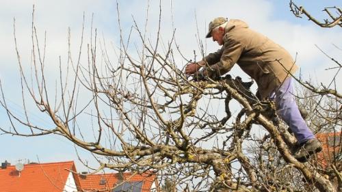 Когда обрезать груши и яблони. Зачем обрезать деревья 07 Когда обрезать груши и яблони. Зачем обрезать деревья 07