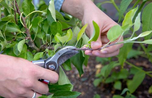 Обрезка яблони осенью. Модная стрижка яблони — проводим осеннюю обрезку